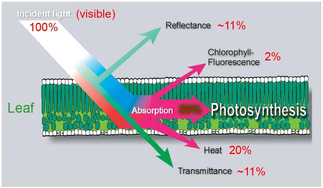 葉綠素?zé)晒獗O(jiān)測系統(tǒng)