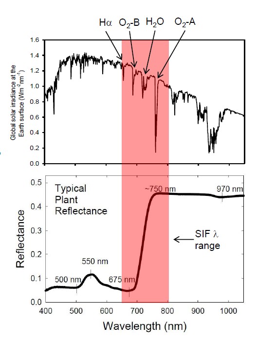 葉綠素?zé)晒獗O(jiān)測系統(tǒng)