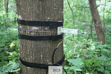 周長生長測量傳感器